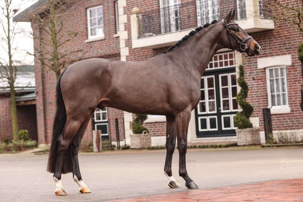 Donkey Amour Stallion